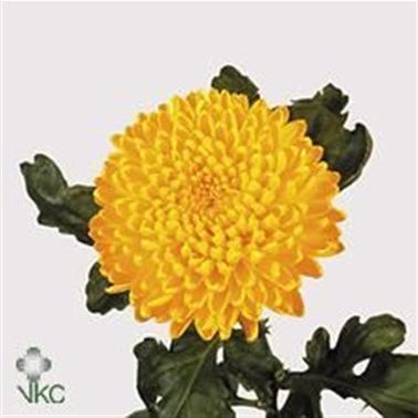 CHRYSANT SGL. MIGOLI