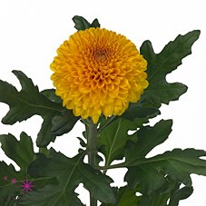 CHRYSANT SGL. PALADOV