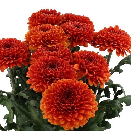 CHRYSANT SGL. PALADOV DARK