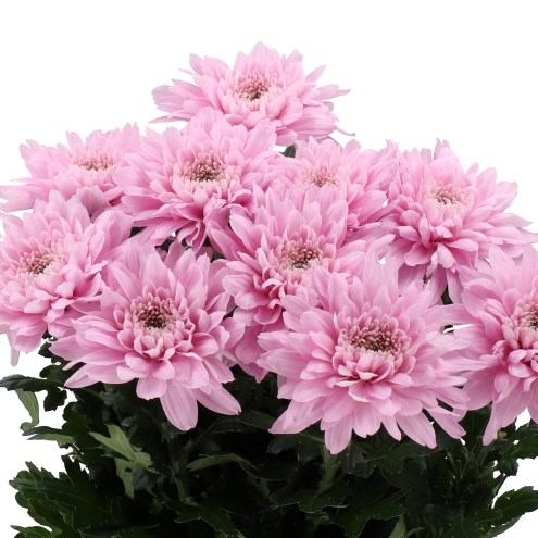 CHRYSANT SGL. PETRUSHKA