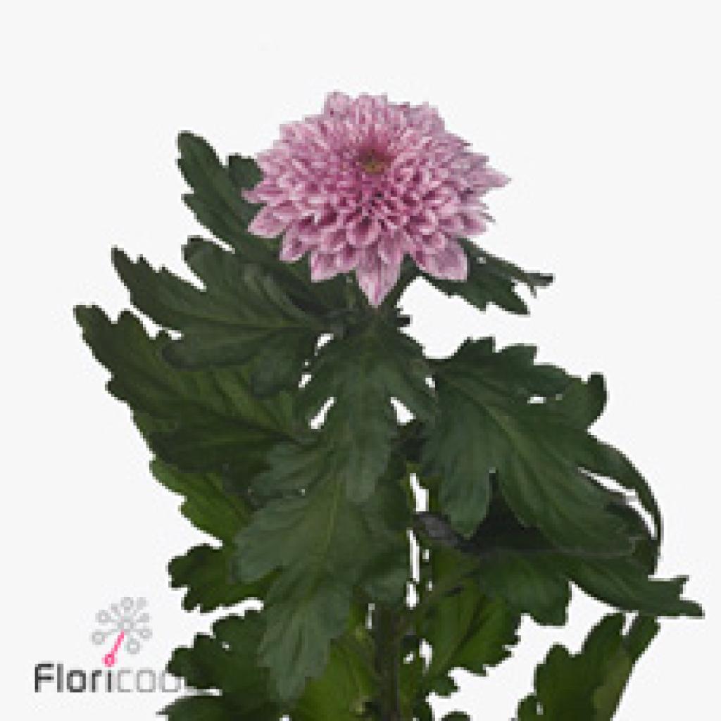 CHRYSANT SGL. PIP