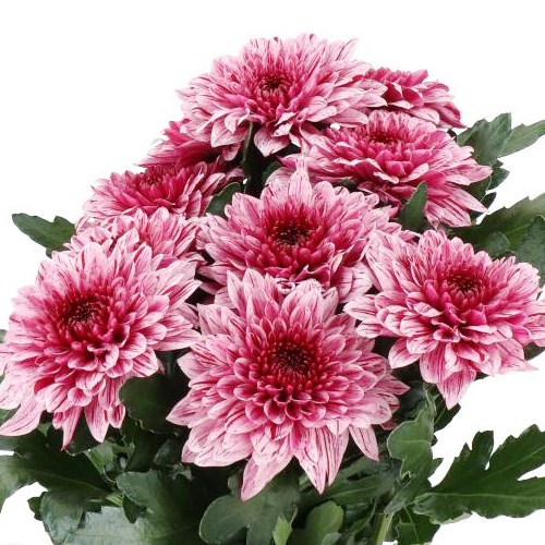 CHRYSANT SGL. PIP