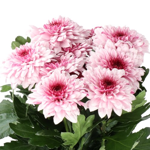 CHRYSANT SGL. PIP PRETTY
