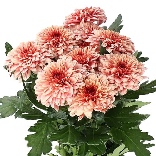 CHRYSANT SGL. PIP SALMON