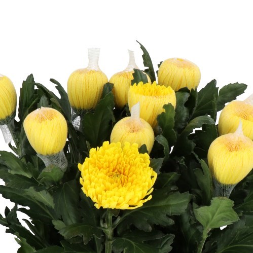 CHRYSANT SGL. PJOTR