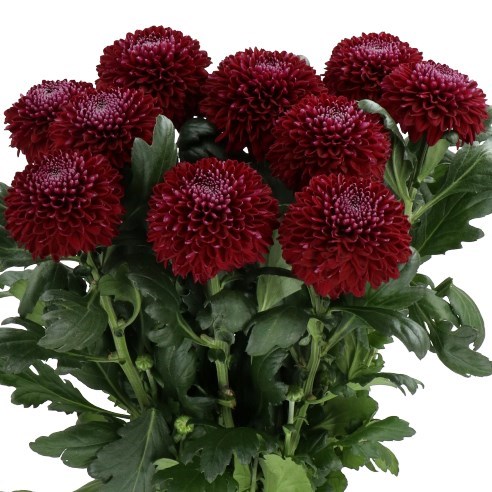 CHRYSANT SGL. POKER