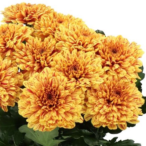 CHRYSANT SGL. PUMPKIN