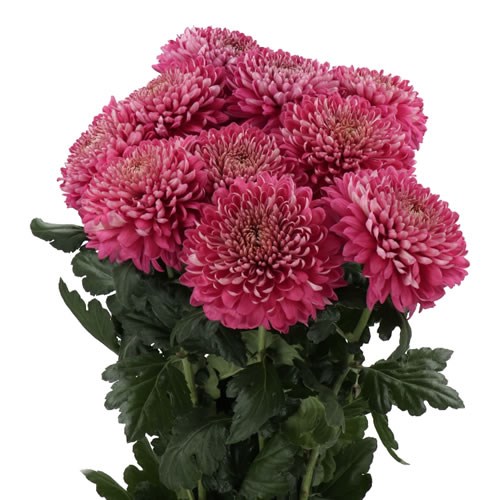 CHRYSANT SGL. REGALM PURPLE