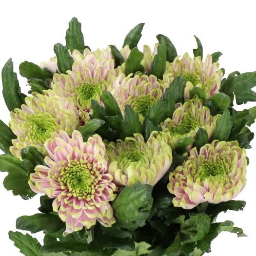 CHRYSANT SGL. ROSSANO CHARLOTTE