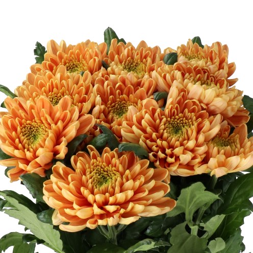 CHRYSANT SGL. ROSSANO ORANGE