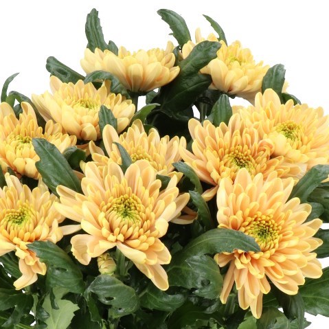 CHRYSANT SGL. ROSSANO SALMON