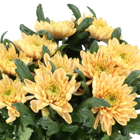 CHRYSANT SGL. ROSSANO SALMON