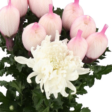 CHRYSANT SGL. SKYSTAR