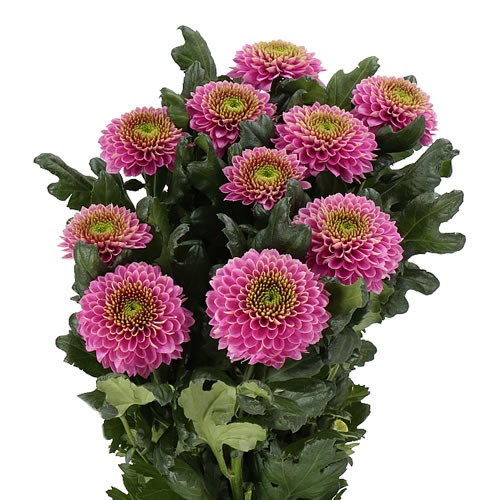 CHRYSANT SGL. SOUVENIR