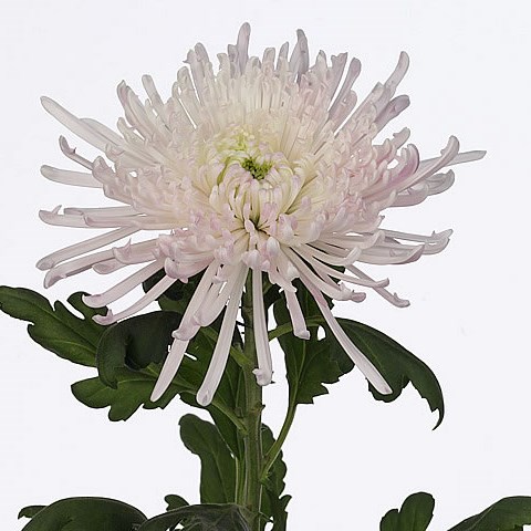 CHRYSANT SGL. SPIDER SPIVIO