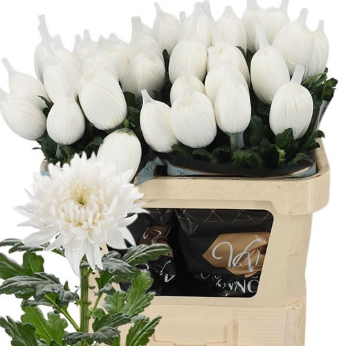 CHRYSANT SGL. STRAVINA