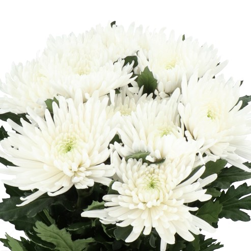 CHRYSANT SGL. TOPSPIN