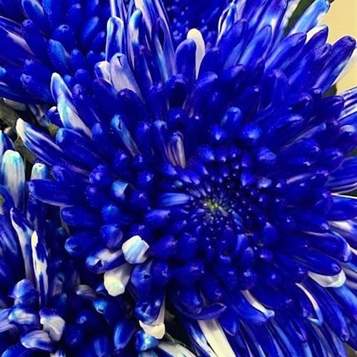 CHRYSANT SGL. TOPSPIN BLUE