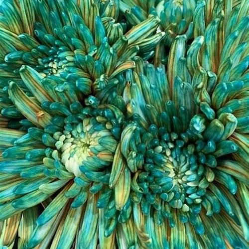 CHRYSANT SGL. TOPSPIN CURACAO