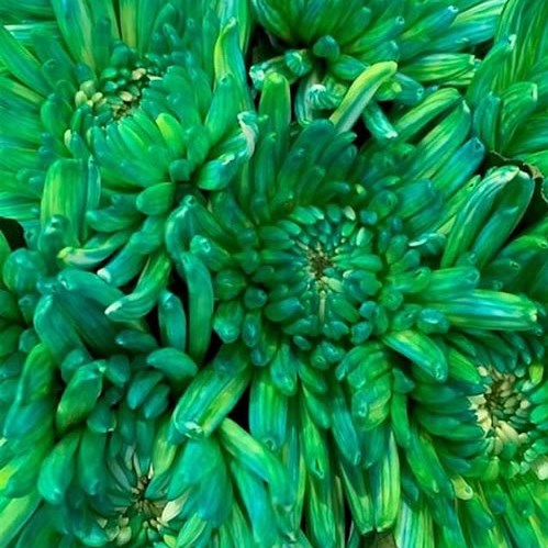 CHRYSANT SGL. TOPSPIN DOUBLE MINT
