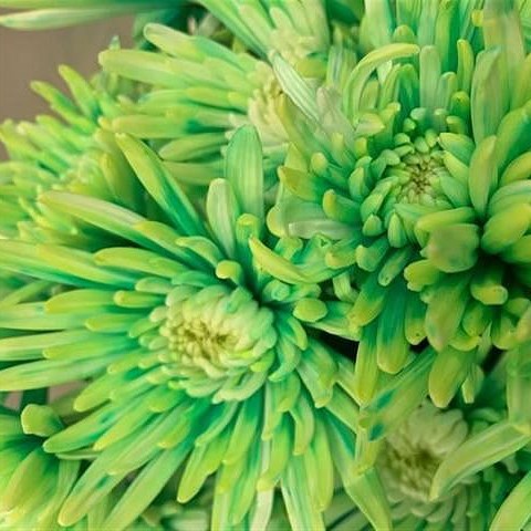 CHRYSANT SPR. TOPSPIN DYED BRAZIL