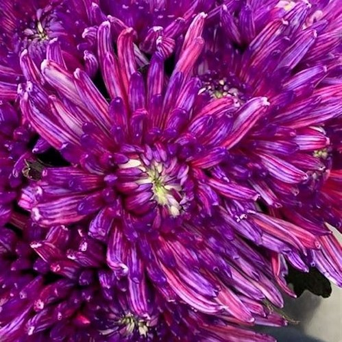 CHRYSANT SGL. TOPSPIN EXPRESSION