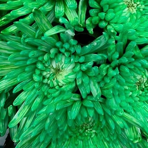 CHRYSANT SGL. TOPSPIN GREEN