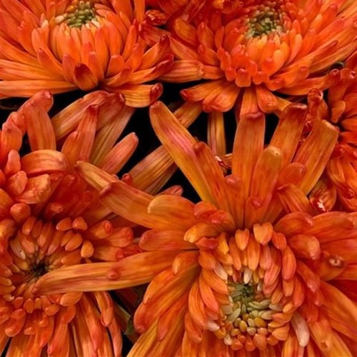 CHRYSANT SGL. TOPSPIN MOONSHINE