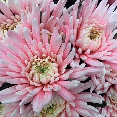 CHRYSANT SGL. TOPSPIN PASTEL PINK