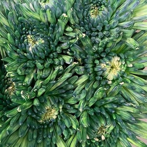 CHRYSANT SGL. TOPSPIN POLAR LIGHT