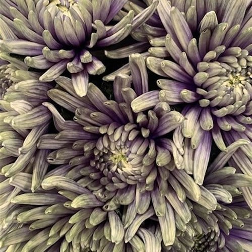 CHRYSANT SGL. TOPSPIN PURPLE FRESH