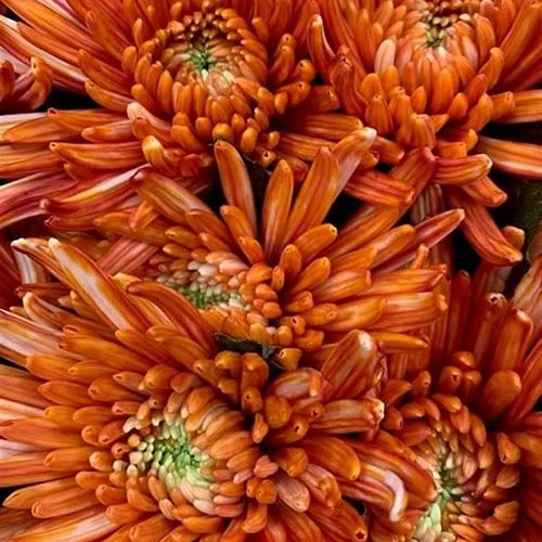 CHRYSANT SGL. TOPSPIN ROMA