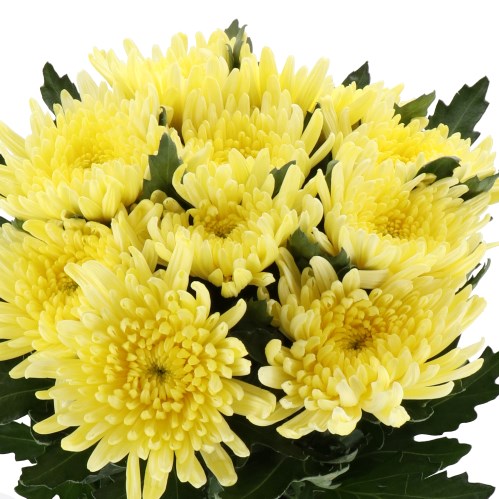 CHRYSANT SGL. TOPSPIN YELLOW