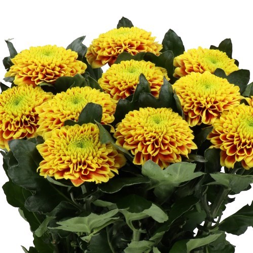 CHRYSANT SGL. TROPICANA