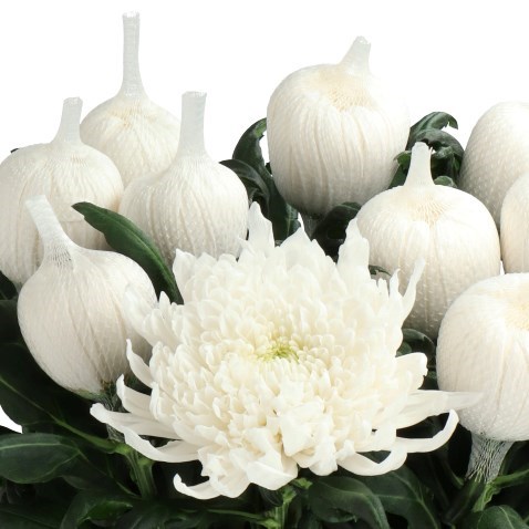 CHRYSANT SGL. TUTU