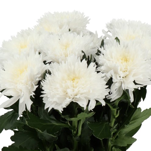 CHRYSANT SGL. UNDERCOVER