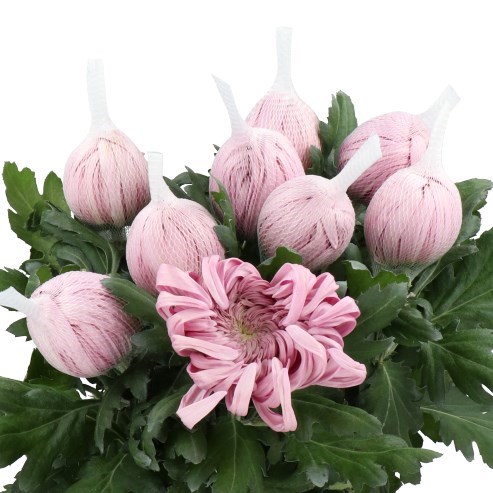 CHRYSANT SGL. VIENNA