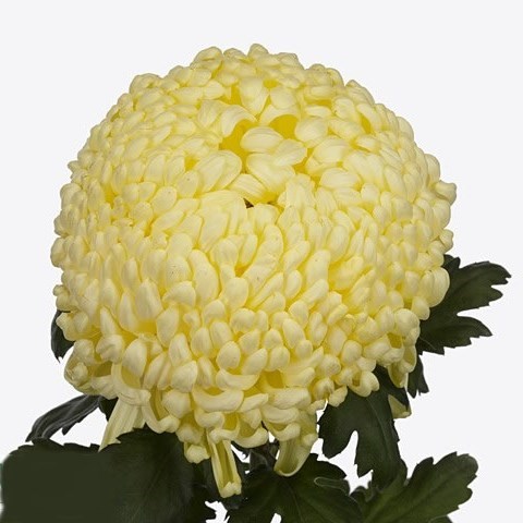 CHRYSANT SGL. VIENNA CREAM