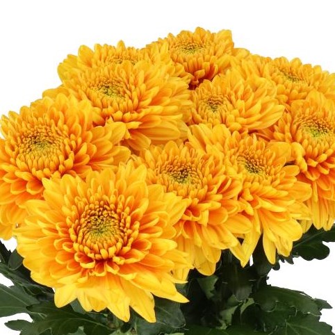 CHRYSANT SGL. WILLEM ORANGE