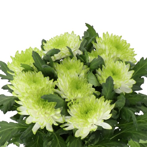 CHRYSANT SGL. ZEMBLA LIME
