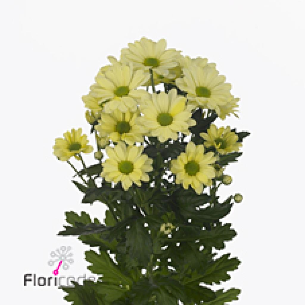 CHRYSANT SPR. ALERO CREAM