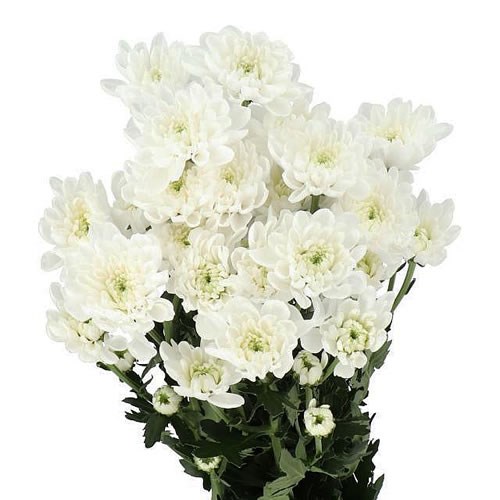 CHRYSANT SPR. ALTAJ