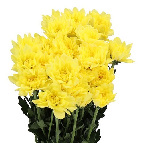 CHRYSANT SPR. ALTAJ YELLOW