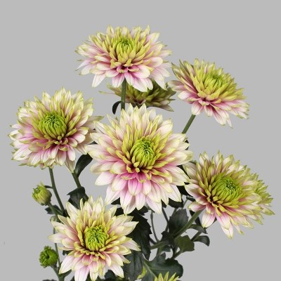 CHRYSANT SPR. AURORA