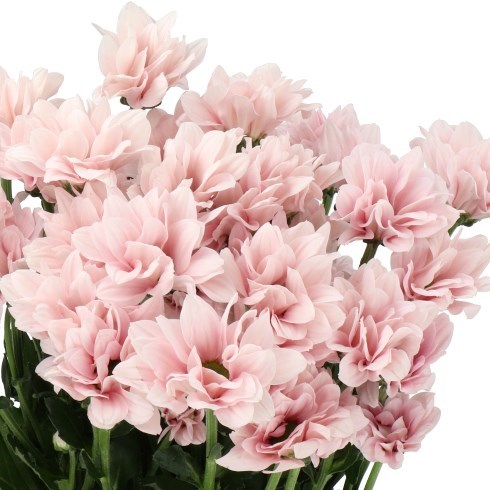 CHRYSANT SPR. BABE