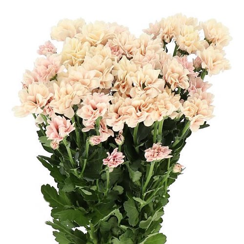 CHRYSANT SPR. BABE PEACH