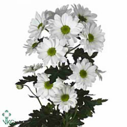 CHRYSANT SPR. BACARDI
