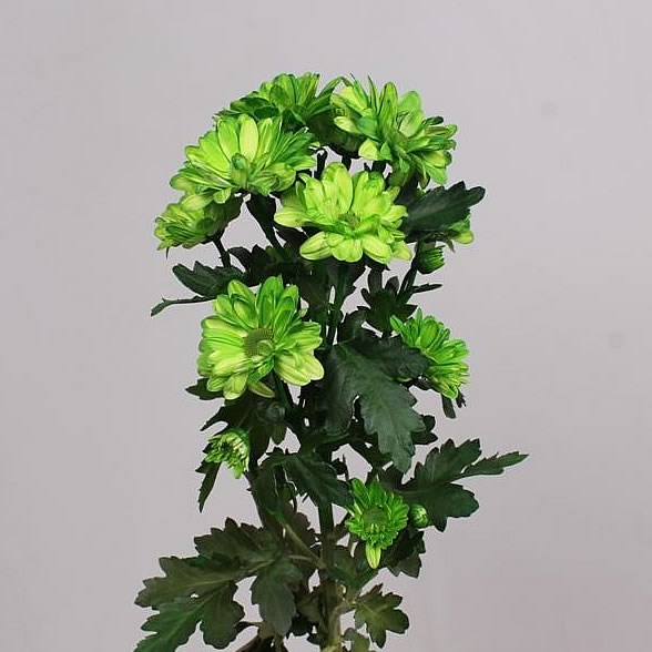 CHRYSANT SPR. BACARDI DYED GREEN