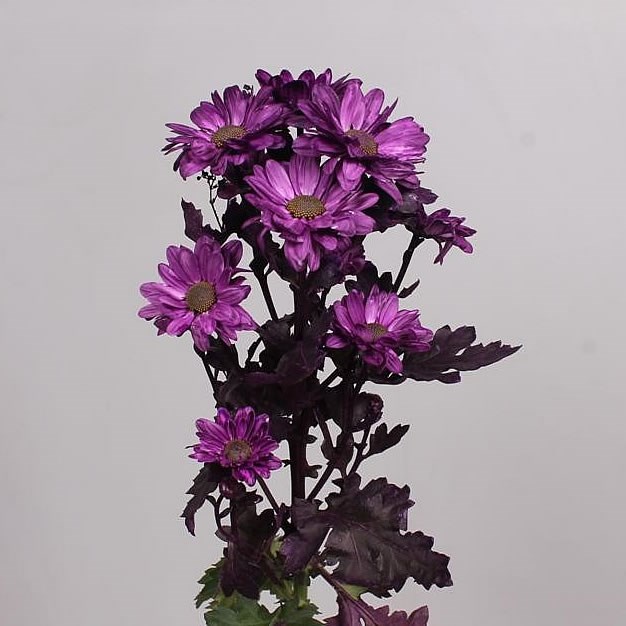 CHRYSANT SPR. BACARDI DYED PURPLE