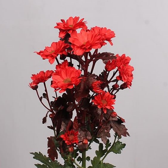 CHRYSANT SPR. BACARDI DYED RED